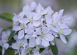 ������ �������� (Malus domestica), ������������. ������������ ���, ������, ������