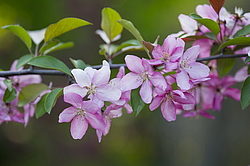 ������ �������� (Malus domestica), ������������. ������������ ���, ������, ������