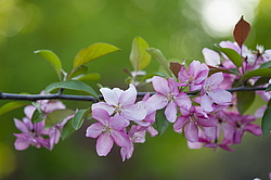 ������ �������� (Malus domestica), ������������. ������������ ���, ������, ������