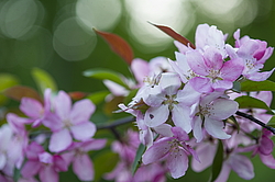 ������ �������� (Malus domestica), ������������. ������������ ���, ������, ������