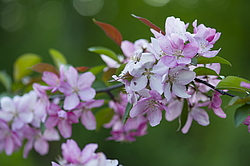 ������ �������� (Malus domestica), ������������. ������������ ���, ������, ������