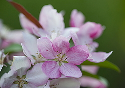 ������ �������� (Malus domestica), ������������. ������������ ���, ������, ������
