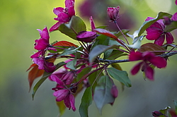 ������ �������� (Malus domestica), ������������, ������. ������������ ���, ������, ������
