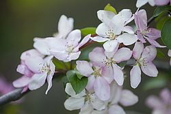 ������ �������� (Malus domestica), ������������, ������. ������������ ���, ������, ������