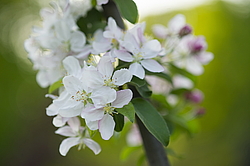 ������ �������� (Malus domestica), ������������, ������. ������������ ���, ������, ������
