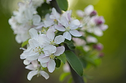 ������ �������� (Malus domestica), ������������, ������. ������������ ���, ������, ������