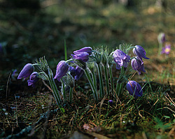 �������� ������� ������� ������, �������� �������, �������������