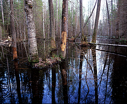 �������� ������� � ����������� ���, �������������, �������� �������