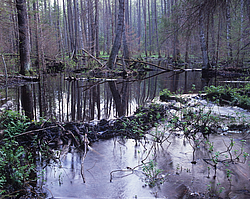 �������� ������� � ����������� ���, �������������, �������� �������