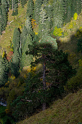 ������� ����, ������� �����, ���������� ����������, ������