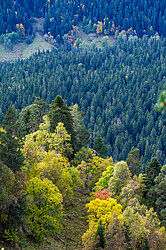 ������� ����, ������� �����, ���������� ����������, ������