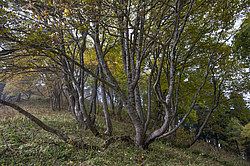 ���� � �������� ����, ������� �����, ���������� ����������, ������