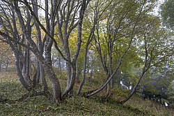 ���� � �������� ����, ������� �����, ���������� ����������, ������