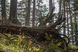 ���� � �������� ����, ������� �����, ���������� ����������, ������