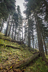 ���� � �������� ����, ������� �����, ���������� ����������, ������