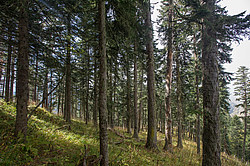 ���� � �������� ����, ������� �����, ���������� ����������, ������