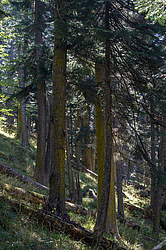 ���� � �������� ����, ������� �����, ���������� ����������, ������