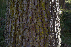 ���� � �������� ����, ������� �����, ���������� ����������, ������