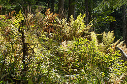 ���� � �������� ����, ������� �����, ���������� ����������, ������