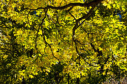 ��������� � �������, ����, ������ �������, ���������� ����������, ������