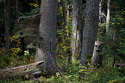 � ������ ���� �����, ���������� ����������, ������