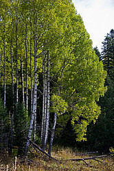 � ������ ���� �����, ���������� ����������, ������