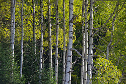 � ������ ���� �����, ���������� ����������, ������