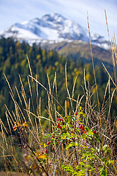 � ������ ���� �����, ���������� ����������, ������