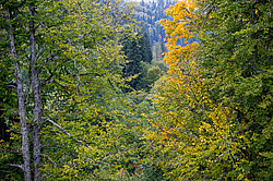 ������� ��� - ���� � �����, ������� ������, ���������� ����������, ������