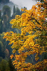 ������� ��� - ���� � �����, ������� ������, ���������� ����������, ������