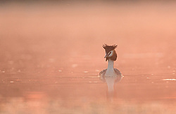 ������� ������� (Podiceps cristatus)