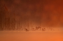 ������� ������� (Podiceps cristatus)