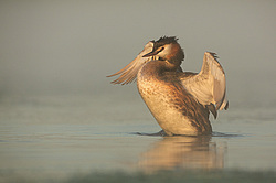 ������� ������� (Podiceps cristatus)