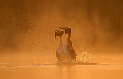 ������� ������� (Podiceps cristatus)