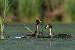 ������� ������� (Podiceps cristatus)