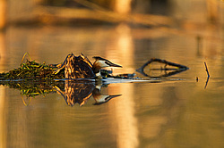 ������� ������� (Podiceps cristatus)