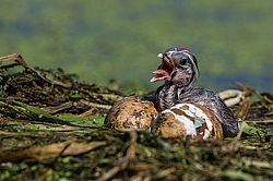 ������� ������� (Podiceps cristatus)