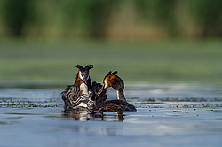 ������� ������� (Podiceps cristatus)