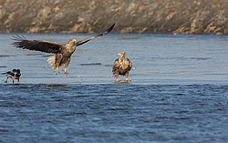 �����-��������� (Haliaeetus albicilla) ������������ �������, ������