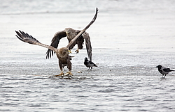 �����-��������� (Haliaeetus albicilla) ������������ �������, ������