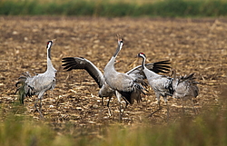 ����� ������� (Grus grus)