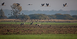 ����� ������� (Grus grus)