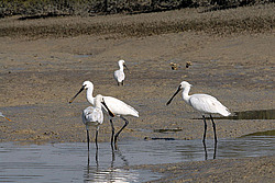 �������, ������ ����, ���������� �����, ����