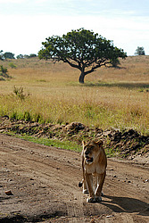 ��� (Panthera leo) ������������ ���� ����� ����, �����, ��������� ������