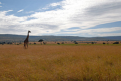 ����� (Giraffa camelopardalis) ������������ ���� ����� ����, �����, ��������� ������