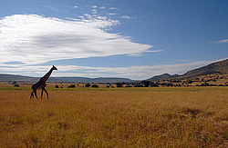 ����� (Giraffa camelopardalis) ������������ ���� ����� ����, �����, ��������� ������