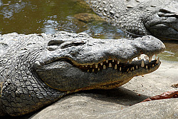 ��������, ���������� �����, ����� �������, �����, ��������� ������