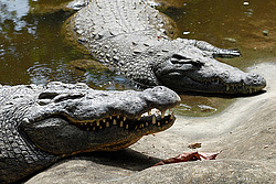 ��������, ���������� �����, ����� �������, �����, ��������� ������