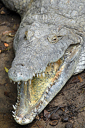 ��������, ���������� �����, ����� �������, �����, ��������� ������