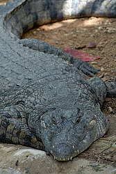 ��������, ���������� �����, ����� �������, �����, ��������� ������